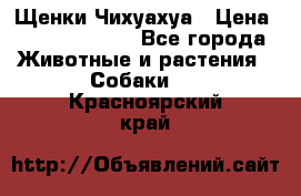 Щенки Чихуахуа › Цена ­ 12000-15000 - Все города Животные и растения » Собаки   . Красноярский край